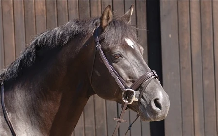 Caldene Flash Bridle With Crank And Rubber Reins 2 Caldene Flash Bridle With Crank And Rubber Reins - Image 2