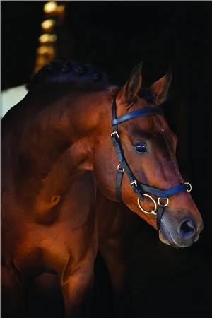 Micklem Original Rambo Micklem Multi Bridle 1 Micklem Original Rambo Micklem Multi Bridle