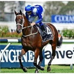 Breyer Traditional Champion Australian Racehorse Winx -Equestrian Supplies Store 69919 2