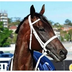 Breyer Traditional Champion Australian Racehorse Winx -Equestrian Supplies Store 69919 3