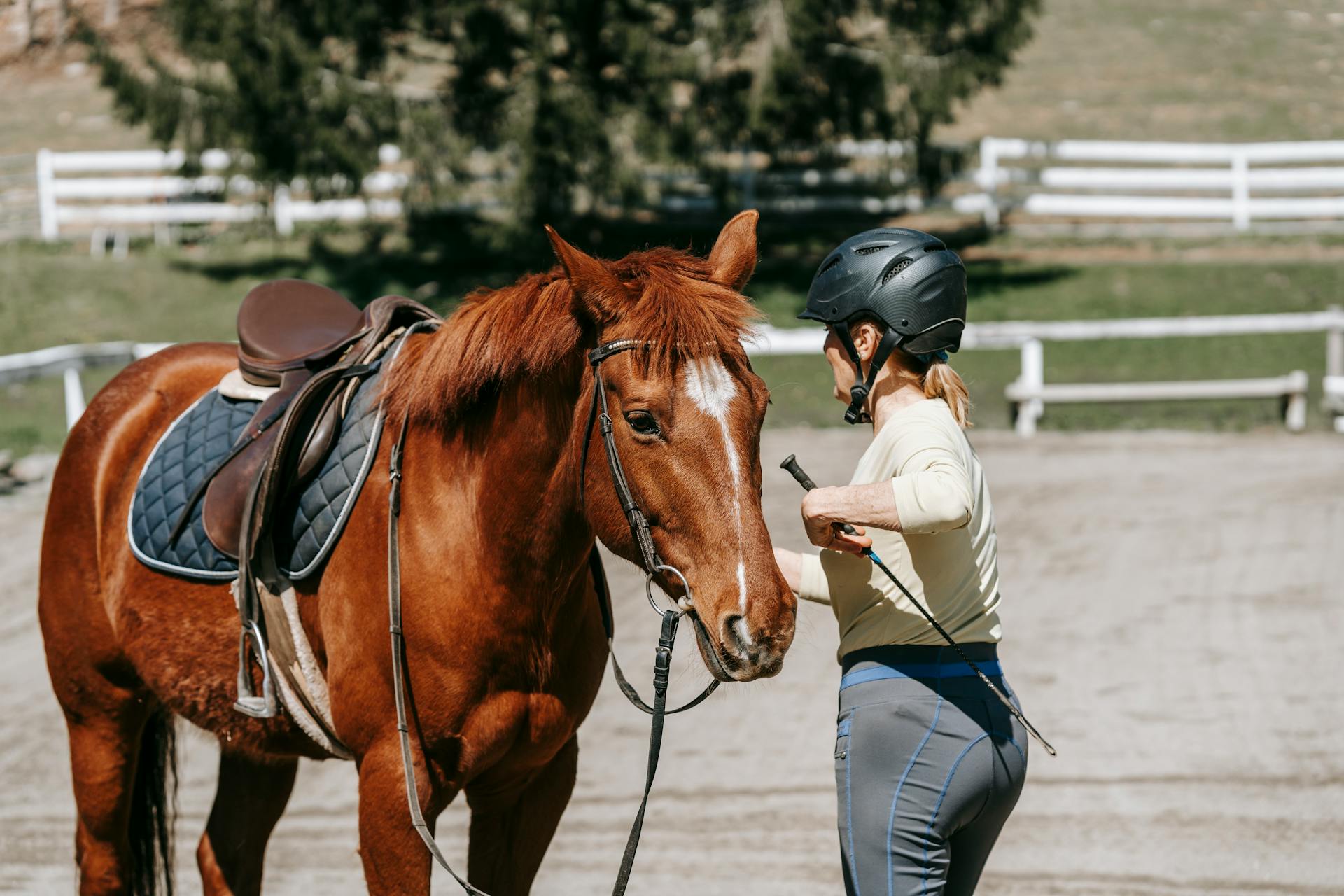 Equestrian Supplies Store -Equestrian Supplies Store pexels barbara olsen 7882941