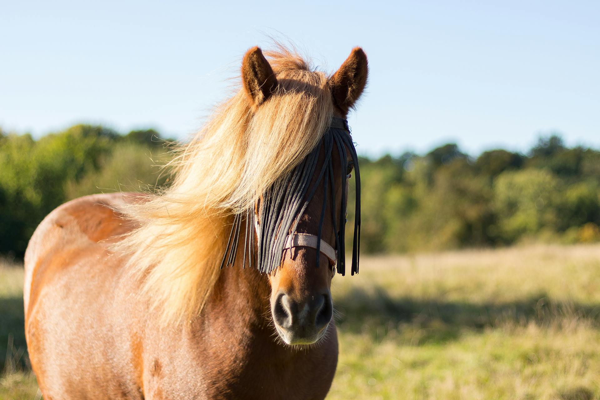 Equestrian Supplies Store -Equestrian Supplies Store pexels bendix 7219545